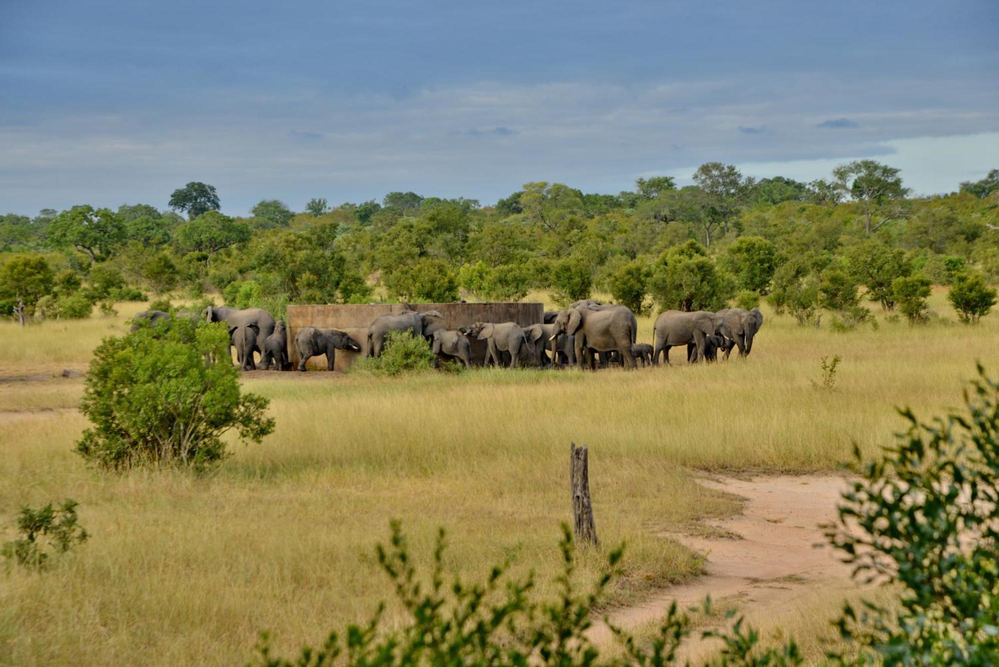 Rhino Walking Safaris Hotell Skukuza Exteriör bild