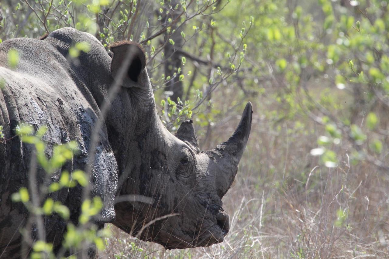 Rhino Walking Safaris Hotell Skukuza Exteriör bild